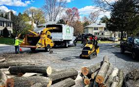 How Our Tree Care Process Works  in Paxtang, PA